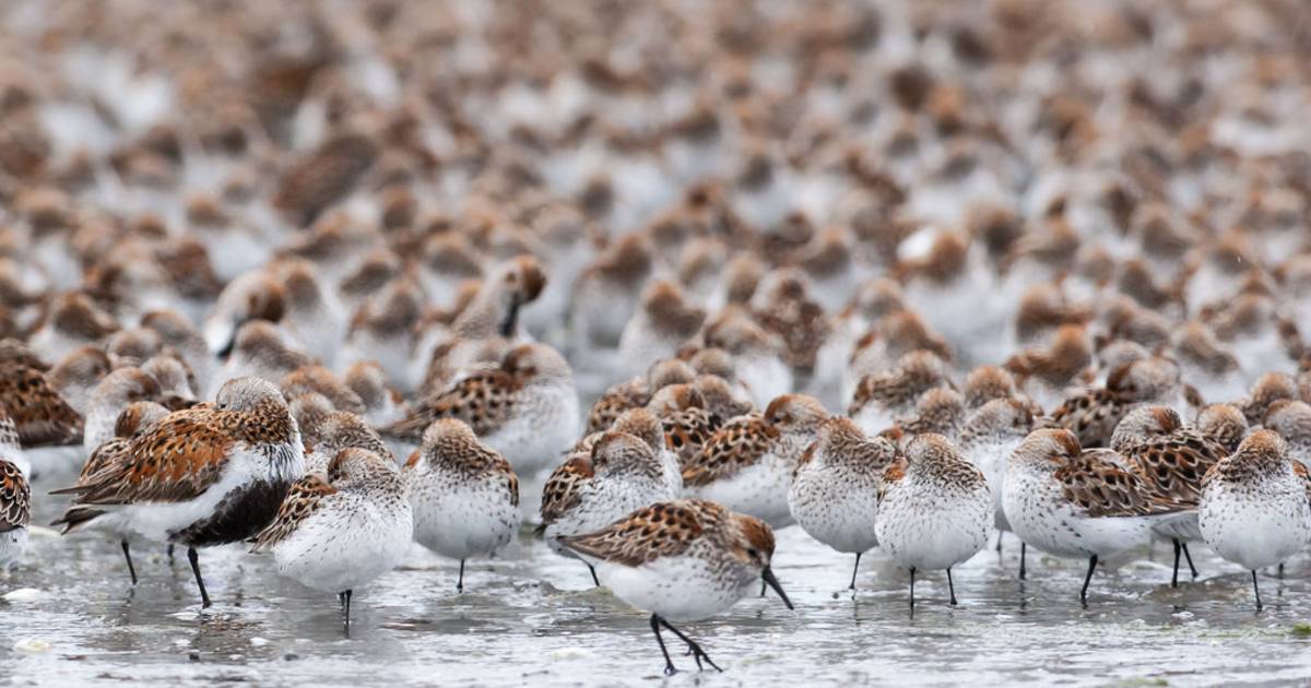 Bird Migration at Copper River Delta in Alaska - Best Time