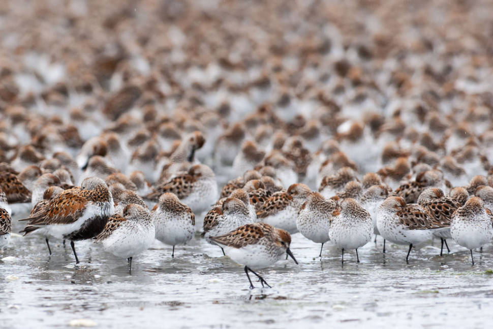 Bird Migration at Copper River Delta in Alaska - Best Time