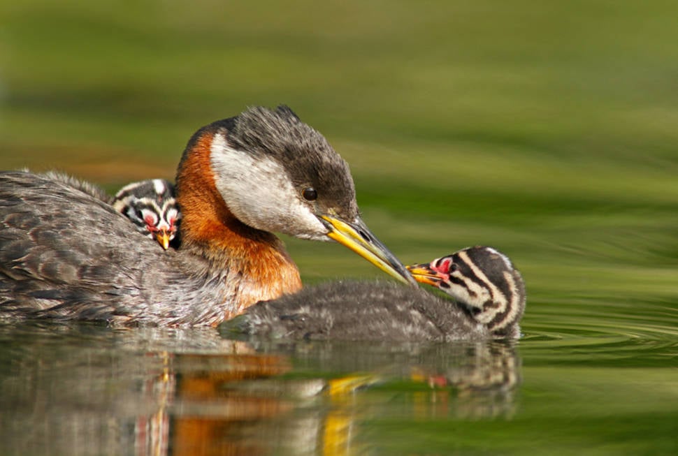 Red Necked Grebe & Chicks