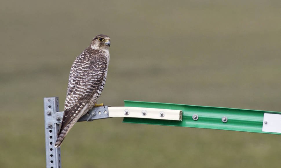 Gyrfalcon, North Slope Borough, Alaska