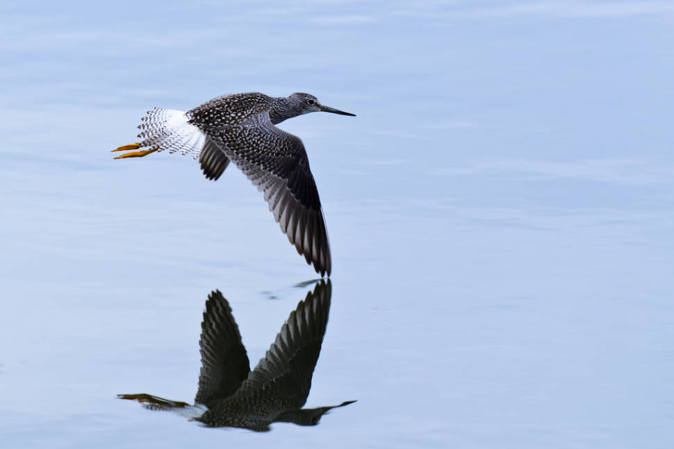 Green Sandpiper