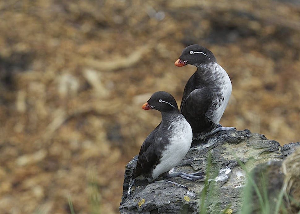 Parakeet Auklet