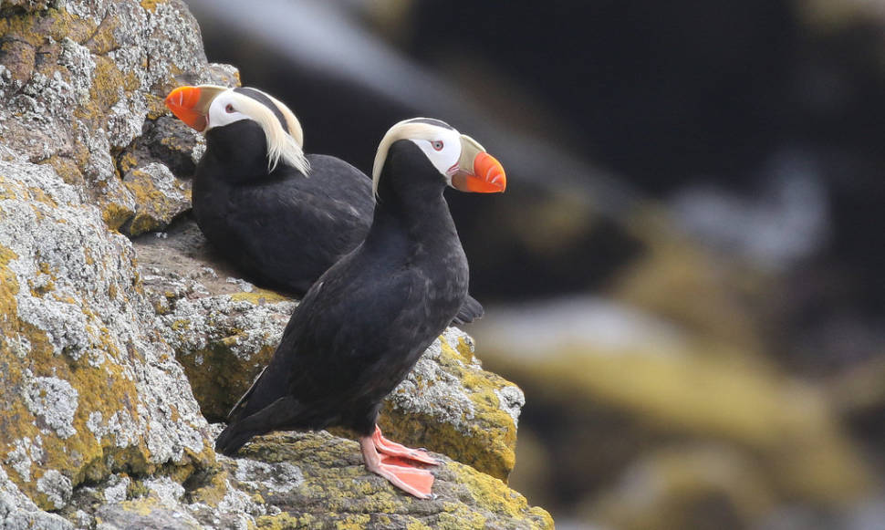 Birdwatching in Alaska - Best Time