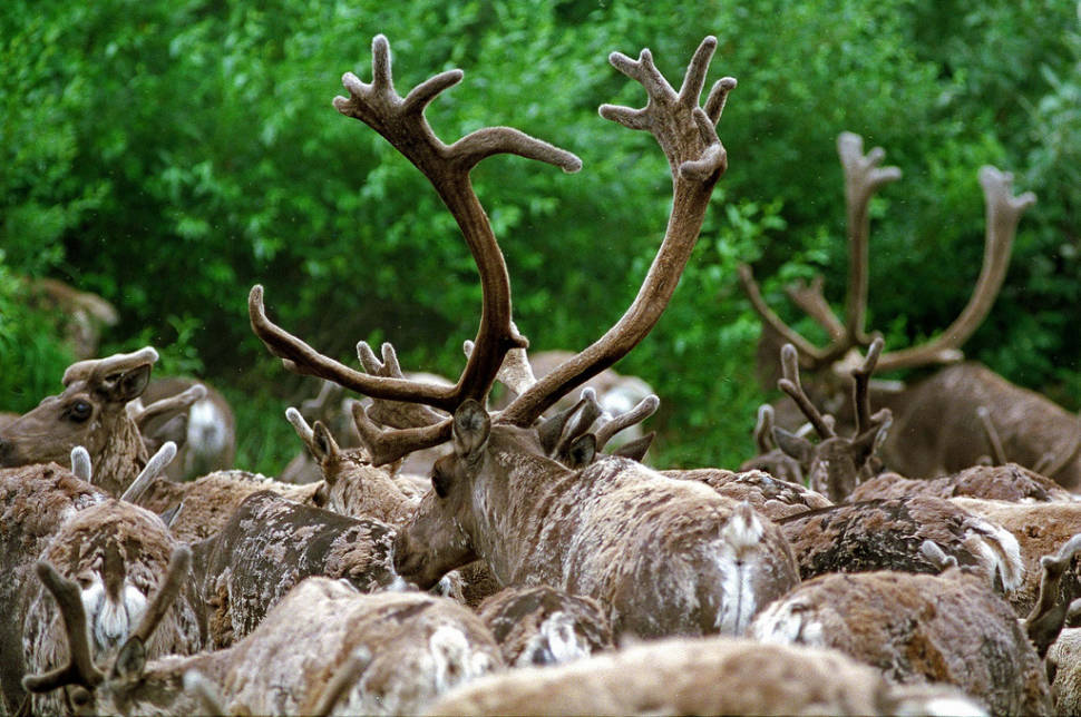 Caribou Autumn Migration in Alaska - Best Season