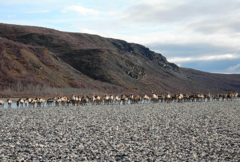 A group of caribou get ready to swim across the Noatak River