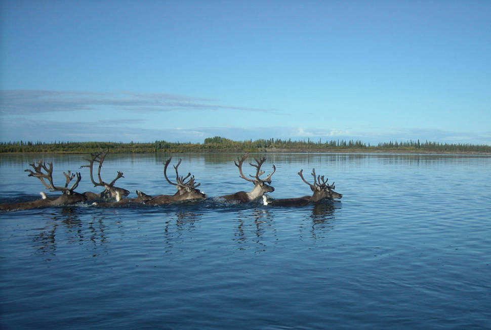 Crossing the Kobuk river in Kobuk Valley National Park