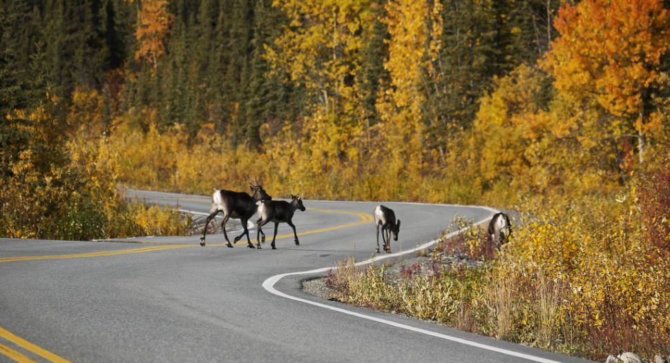 You might encounter them along the way. Caribou crossing Richardson Hwy02
