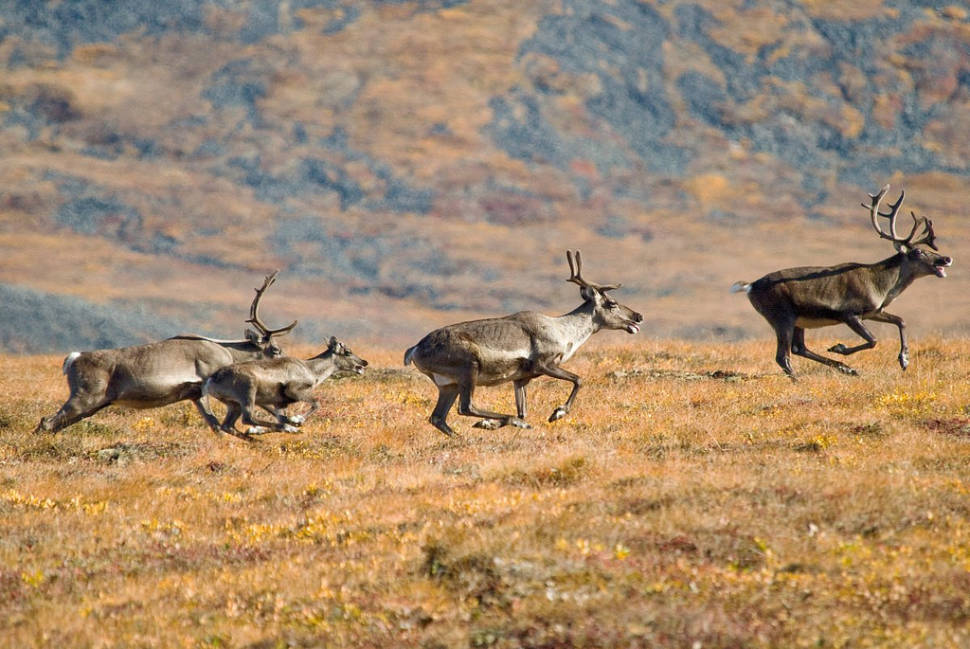 Start of the Porcupine caribou migration, near the Dempster Highway, just south of the NWT border