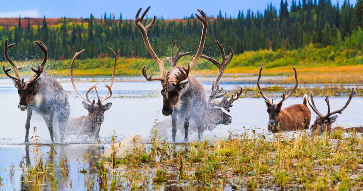 Caribou Autumn Migration in Alaska - Best Time