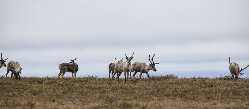Caribou Spring Migration in Alaska - Best Season