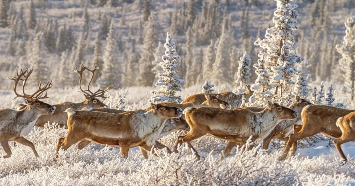 Caribou Spring Migration in Alaska - Best Time