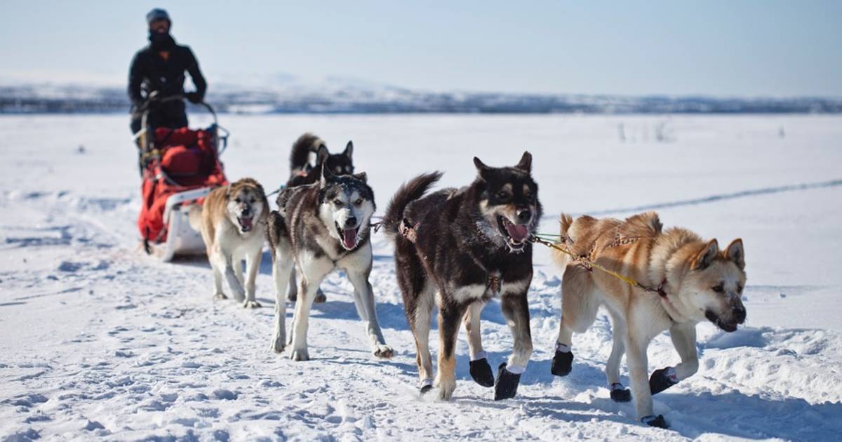 Dog Sledding in Alaska - Best Time