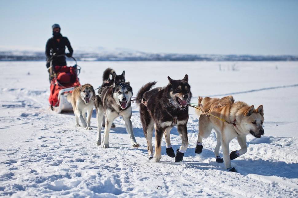 Dog Sledding in Alaska - Best Time