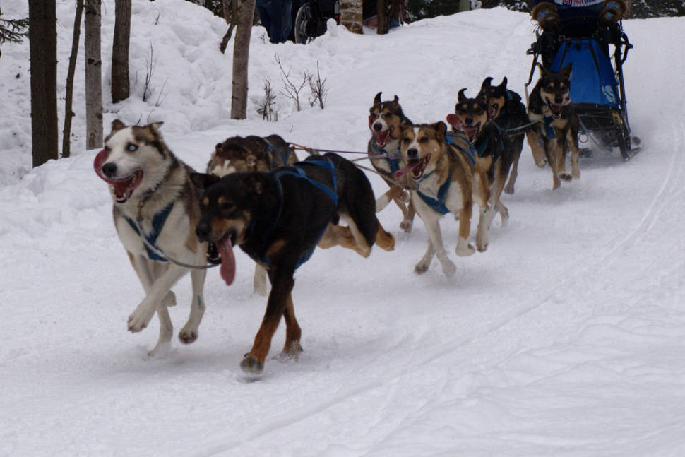 Sled dog race