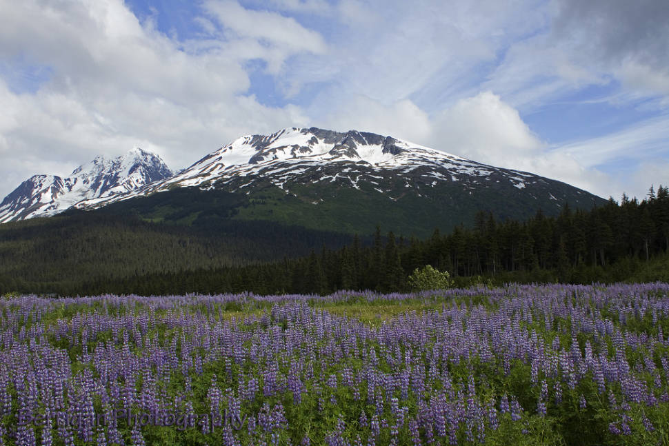 Lupine and mountain near Seward