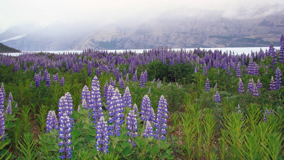 Lupine Fields in Bloom in Alaska - Best Season