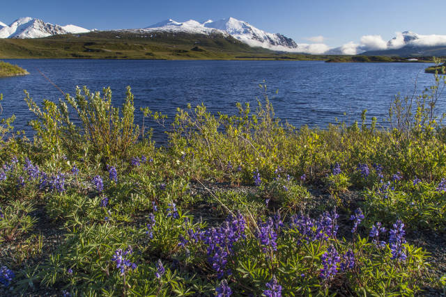 Arctic Lupine in Alaska