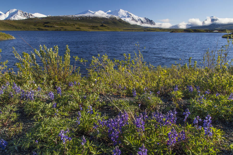 Arctic Lupine in Alaska