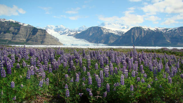 Lupine Fields in Bloom in Alaska - Best Time