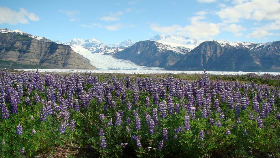 Lupine Fields in Bloom in Alaska - Best Time