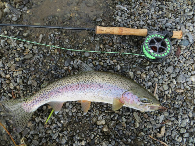 Rainbow Trout