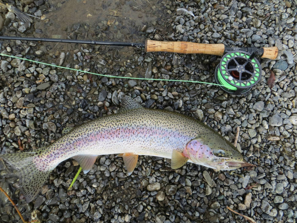 Rainbow Trout