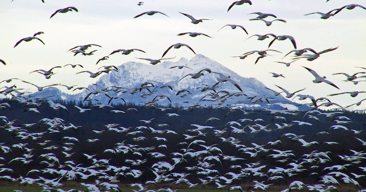 Snow Geese Spring Migration in Alaska - Best Time