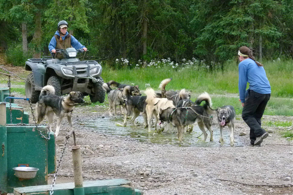 Dog-sled summer training