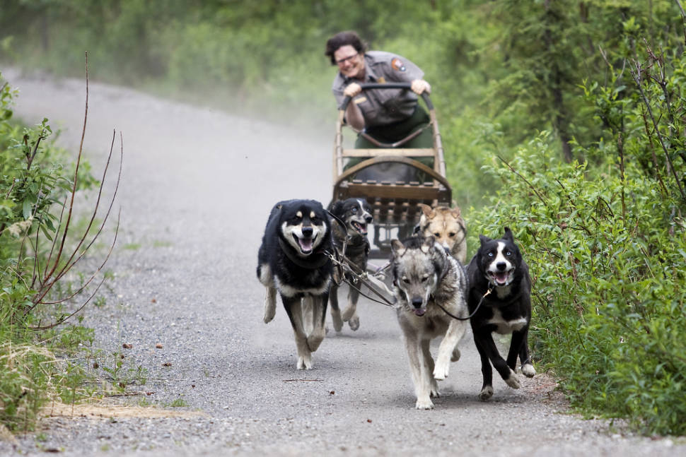 Summer Dog Sledding in Alaska - Best Time