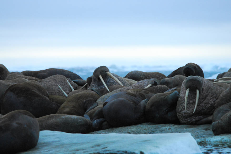 Walrus Watching in Alaska - Best Season