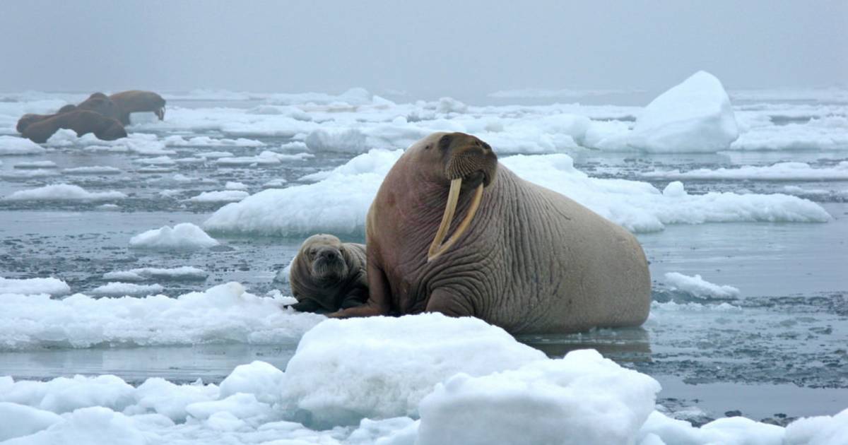 Walrus Watching in Alaska - Best Time