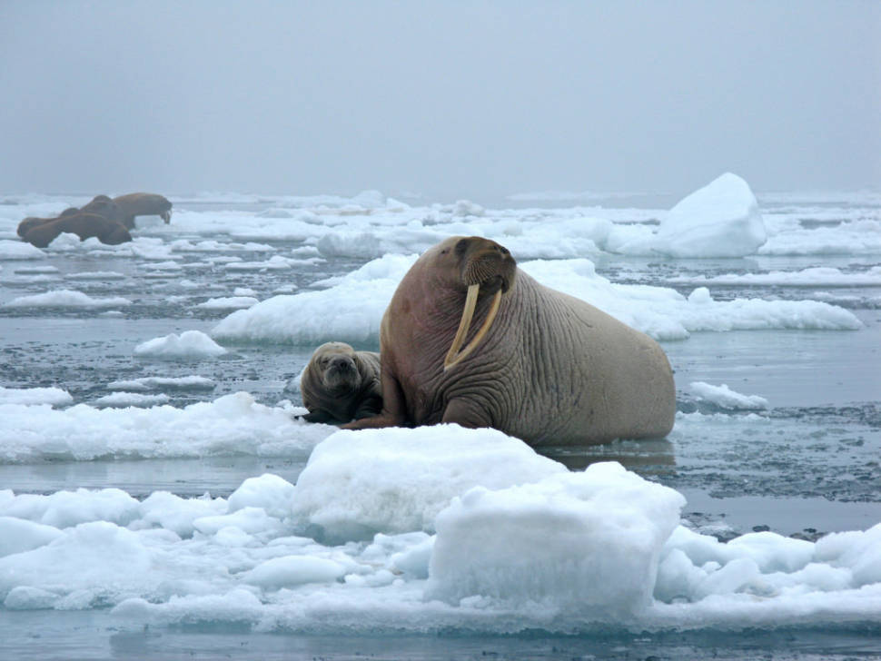 Walrus Watching in Alaska - Best Time