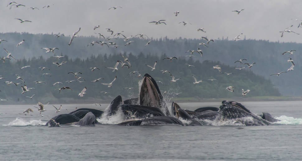 Humpback Whales