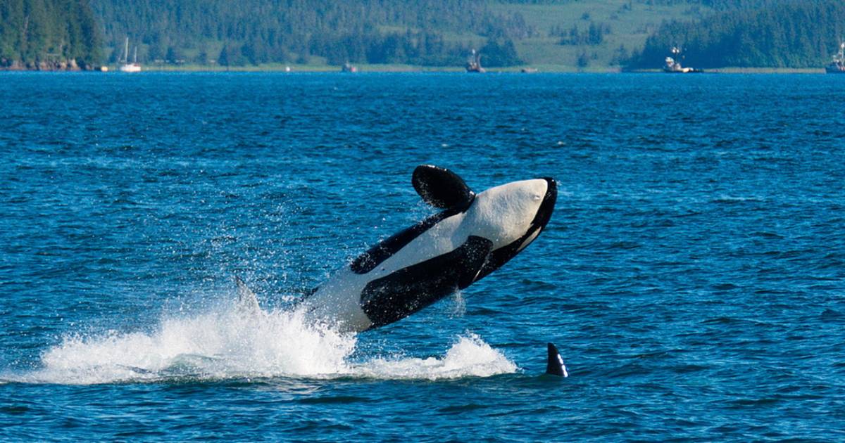 Whale Watching in Alaska - Best Time