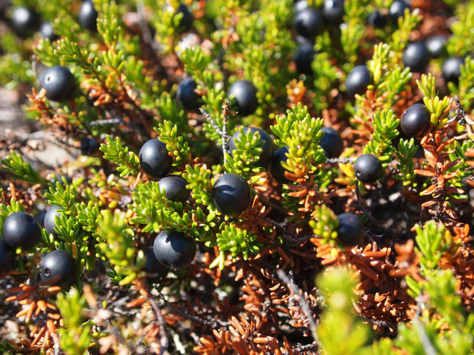Arctic blackberries (Empetrum nigrum)