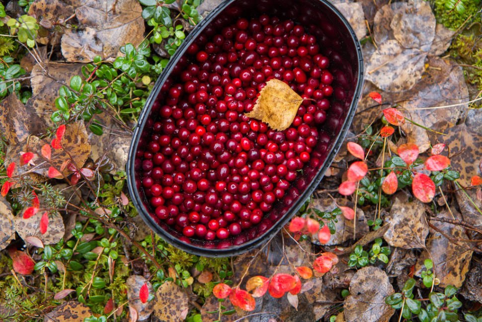 Cranberries
