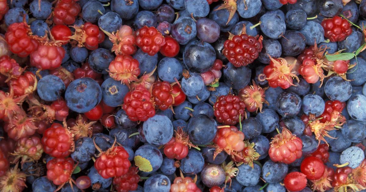 Wild Berry Season in Alaska - Best Time