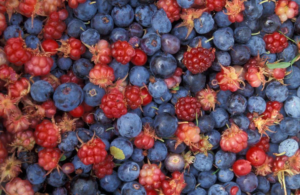 Wild Berry Season in Alaska - Best Time