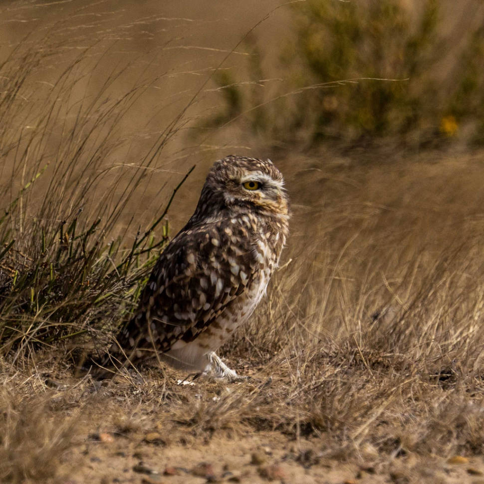 Burrowing Owl Nesting Season in Argentina - Best Season