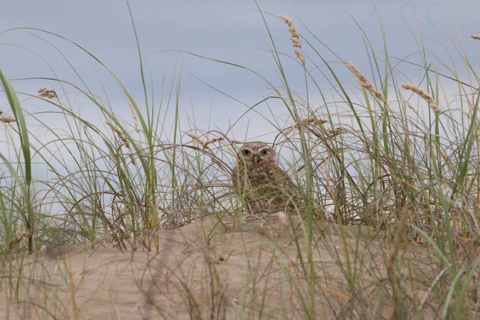 Best time for Burrowing Owl Nesting Season in Argentina