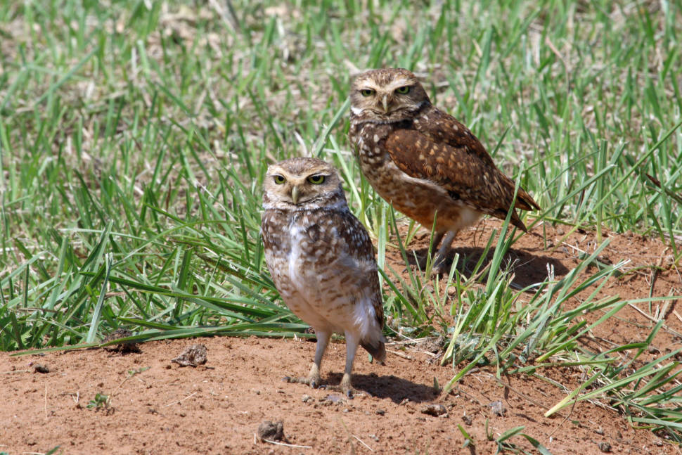 Burrowing Owl Nesting Season in Argentina - Best Time