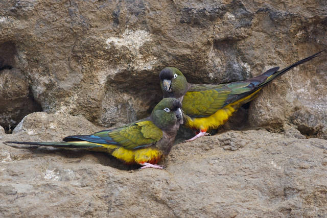 Best time for Burrowing Parrot Watching in Argentina