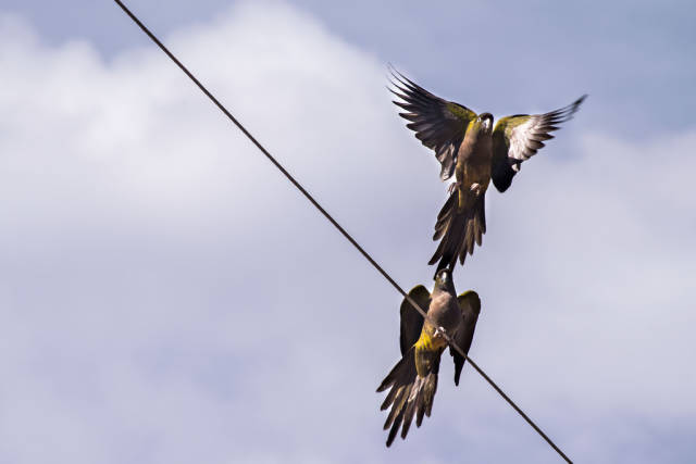 Best time to see Burrowing Parrot Watching in Argentina