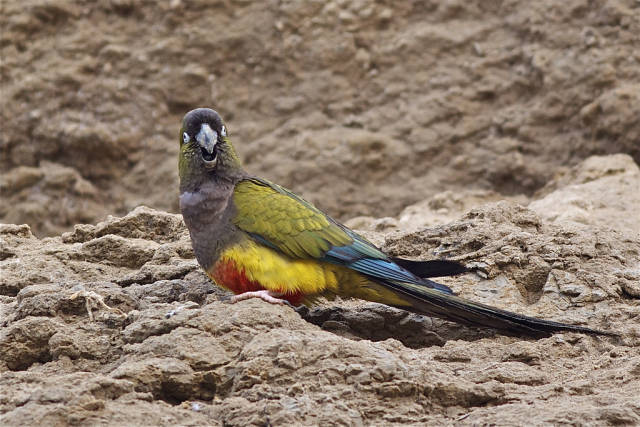 Burrowing Parrot Watching in Argentina - Best Season