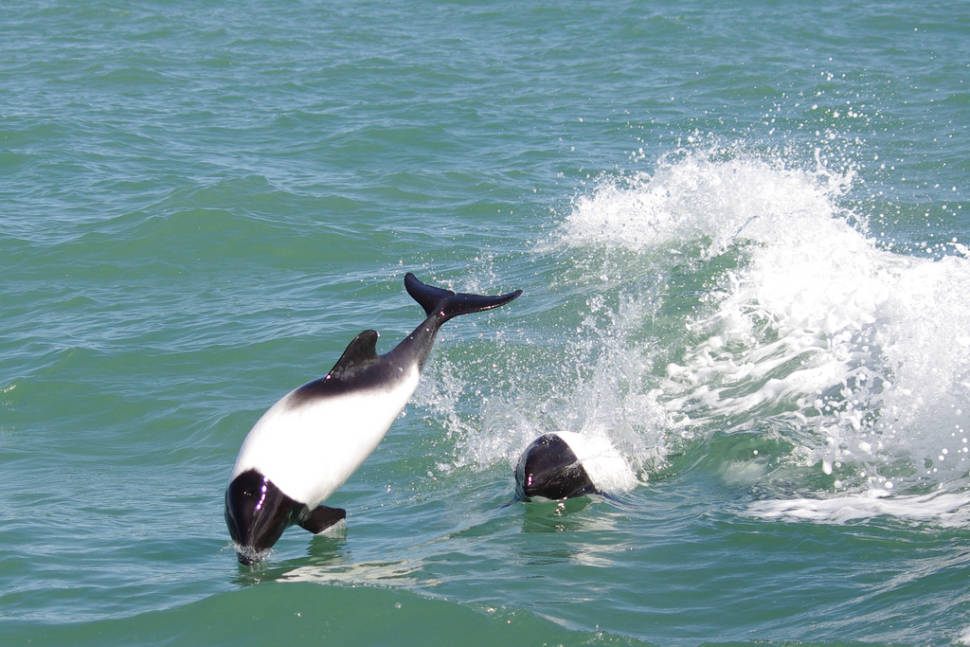 Dolphin Watching in Argentina - Best Season