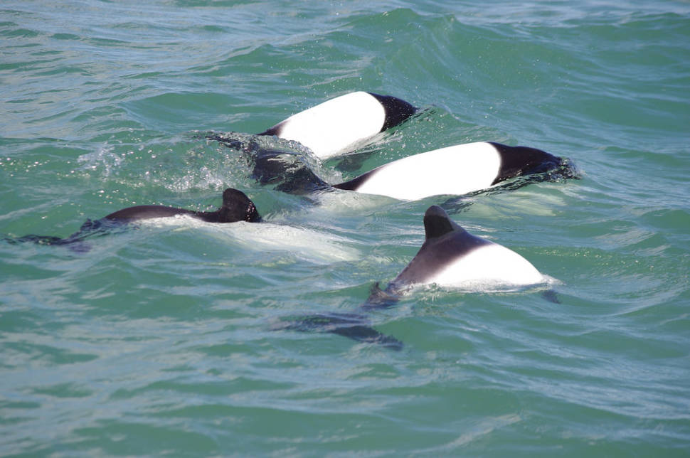 Dolphin Watching in Argentina - Best Time