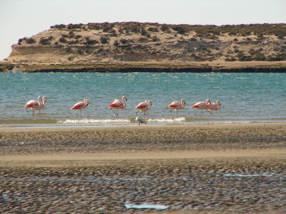 Flamingos in San José Gulf, Península de Valdés, Chubut