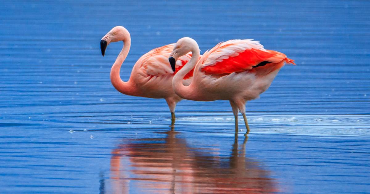 Flamingo Watching in Argentina - Best Time