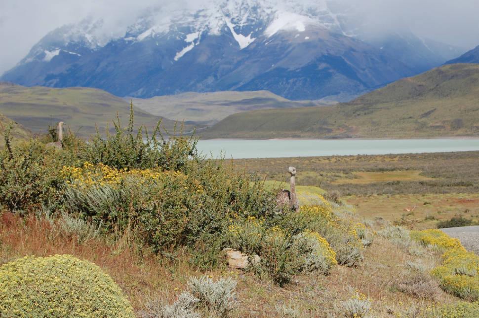 Best time for Greater Rhea in Argentina
