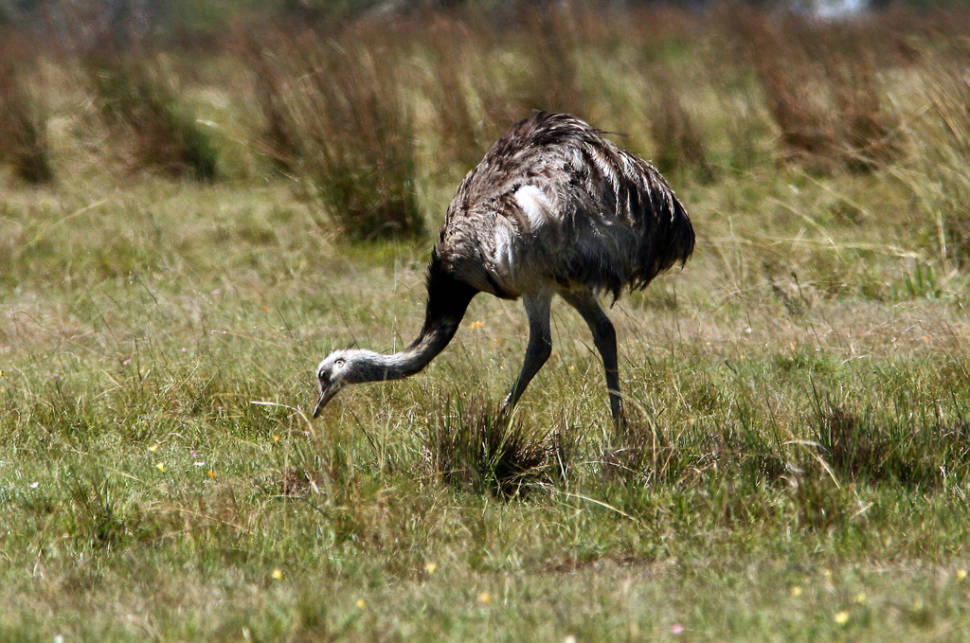 Greater Rhea in Argentina - Best Season